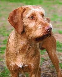 Wirehaired vizsla puppies, rare opportunity. Wirehaired Vizsla Wirehaired Vizsla Vizsla Vizsla Puppies