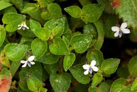 Image result for Viola abyssinica