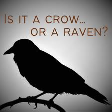 Check spelling or type a new query. Ravens Vs Crows They Are Not The Same Owlcation