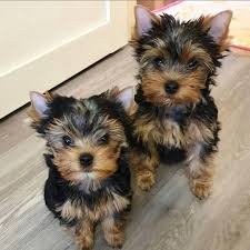 Yorkies for sale in texas. Https Cuteyorkiepups Valentine Yorkie Puppies For Sale Facebook