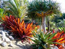Image result for Bergia salaria