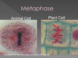 In animal cells, cytokinesis is marked by the formation of a. Vocabulary Cell Cycle Interphase Mitosis Cytokinesis Spindle Ppt Video Online Download