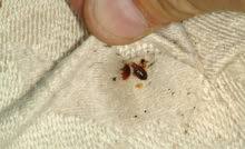 Give us a try today. What S Behind The Cost Of Pest Control Nature S Own Pest Control