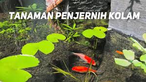 Filter penjernih air kolam ikan koi. Tanaman Penjernih Air Kolam Youtube