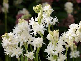 Polianthes Tuberosa Tuberoza Wonna Biala Fragrant Garden Bulb Flowers Ornamental Plants