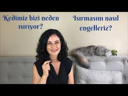 Kedi Egitimi Kedim Beni Isiriyor Ne Yapmaliyim Youtube