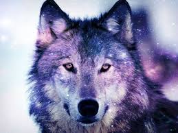 Download and use 2,000+ galaxy stock photos for free. Cute Galaxy Wolf