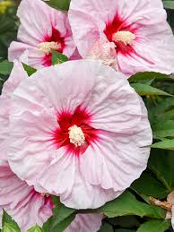 Image result for Hibiscus meyeri
