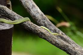 361,158 likes · 9,577 talking about this. The Secret Island In Brazil Where Death Comes Crawling Times Of India Travel
