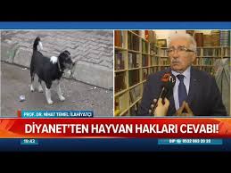 Hayvan Kisirlastirmak Caiz Mi Atv Haber 31 Ekim 2019 Youtube