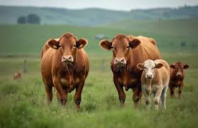 Brown Cows, Calves Graze Peacefully in Green Field with Rolling Hills Under  Cloudy Sky. Natural Pastoral Scene Simple Farming, Stock Illustration