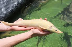 Der fang des störfisches wurde auf 10 monate im jahr beschränkt. Blauaugen Albino Sterlet Acipenser Ruthenus Fischzucht Rhonforelle