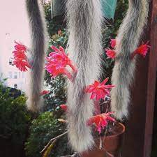 Consider displaying rat tail cactus on a porch, covered patio, or tree branch. Monkey S Tail Cactus 10 Seeds Rareplant