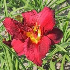 Maybe you would like to learn more about one of these? Shrubs And Perennials
