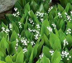 Convallaria Majalis Lily Of The Valley Plantes Resistantes Aux Cerfs Jardins En Bois Vivaces