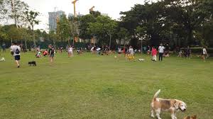 A visit to ara damansara park represents just the start of the adventure when you use our petaling jaya trip tool to plot your vacation. Dog Park Desa Park City Waterfront Youtube