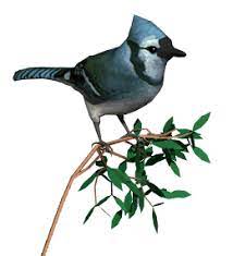 Via Giphy Bird Gif Bird Animation Good Morning Beautiful Gif