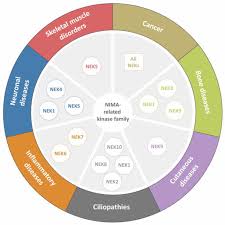 Orkin pest control stores & openning hours in monroe. Molecules Free Full Text Checking Neks Overcoming A Bottleneck In Human Diseases Html