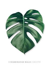 Motivational Quotes For Women Discover Palm Leaf Print Botanical Prints Tropical Prints Monstera Leaf Monstera Deliciosa In 2020 Palm Leaf Art Leaf Art Plant Painting
