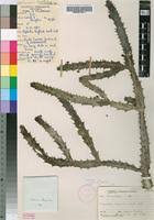 Image result for Euphorbia baylissii