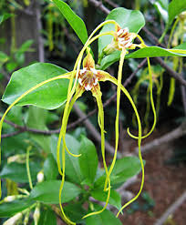 Image result for Strophanthus nicholsonii