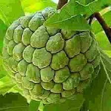 We did not find results for: How To Grow Custard Apple In Container