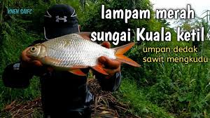 Amie kongsikan ikan lampam jawa masak lemak. Lampam Merah Dan Lampam Jawa Tawes Sungai Kuala Ketil Umpan Dedak Sawit Mengkudu Youtube