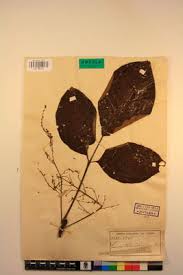 Image result for Lannea welwitschii