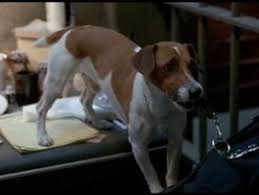 Milo Dogs Cat Gif Action Comedy Movies