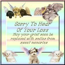 Sorry For The Loss Of Your Cat Melissa I Know How Much He Meant To You I Also Know How Much You Meant To Him Hugs Pet Loss Grief Pet Loss