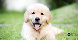 Caring For Golden Retriever Puppies Trudog