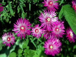 Migliaia di nuove immagini ogni giorno uso completamente gratuito video e immagini di alta qualità da pexels I Fiori Di Brosso Montagna Di 1 Fiori Hd Wallpaper Peakpx