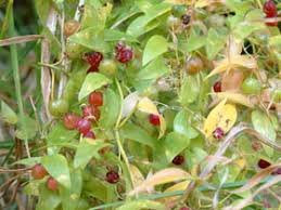 Image result for Asparagus asparagoides