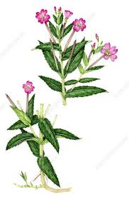 Image result for Epilobium hirsutum