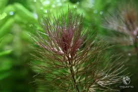 Image result for Ceratophyllum