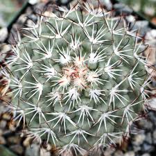 Image result for Stellaria mannii