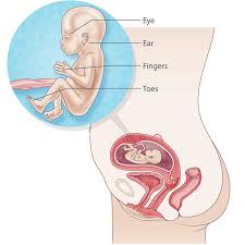 This gap is where the testes can drop through the wall and where the fibrous cord from the uterus in the female runs. 18 Weeks Pregnant Raising Children Network