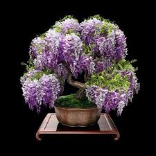 Image result for Bolusanthus