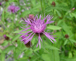 Image result for Centaurea praecox