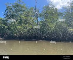 Image result for Rhizophora racemosa