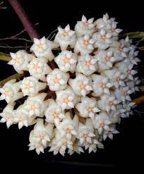 Hoya 30 Latifolia Jpg 422 511 Flower Beauty Plants Flowers