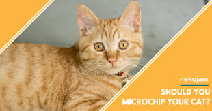 Without identification, many lost pets never make it home. Should You Microchip Your Cat Nekojam Com Singapore Online Pet Store