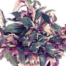 Uniquely each leaf of the pairs has different sizes compared to the other. Pin On Over 400 Different Foliage Varieties