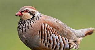 Birds That Lay Eggs On The Ground Uk Instagram Photo By Nuts About Birds Photos Jun 29 2016 At 1 32am Utc Bird Photo Birds Photo
