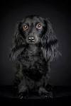 Black And Tan Long Hair Miniature Dachshund