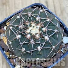 Image result for Trochomeria polymorpha