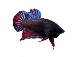 Just be careful not to unleash two. A Resplendent Male Rx22 Thai Fighter Plakat Betta Betta Betta Fish Beta Fish Drawing