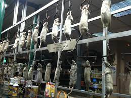 As we work together as a community and nation to better understand and mitigate the spread of the novel coronavirus, we are all being asked to adhere to new guidelines and. A Pest Control Shop With Dead Rats And Other Creatures In The Front Window The Shop Was Mentioned In The Pixar Movie Ratatouille Paris Mouse Traps Rat Traps