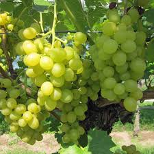 Weinrebe Im Kubel Kubelpflanzen Weinrebe Weintrauben Pflanzen