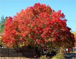 Merlot redbud tree cercis canadensis 'merlot' pp22297. Pin By Fred Suter On Redbud Trees Drought Tolerant Garden Front Yard Plants Beautiful Gardens